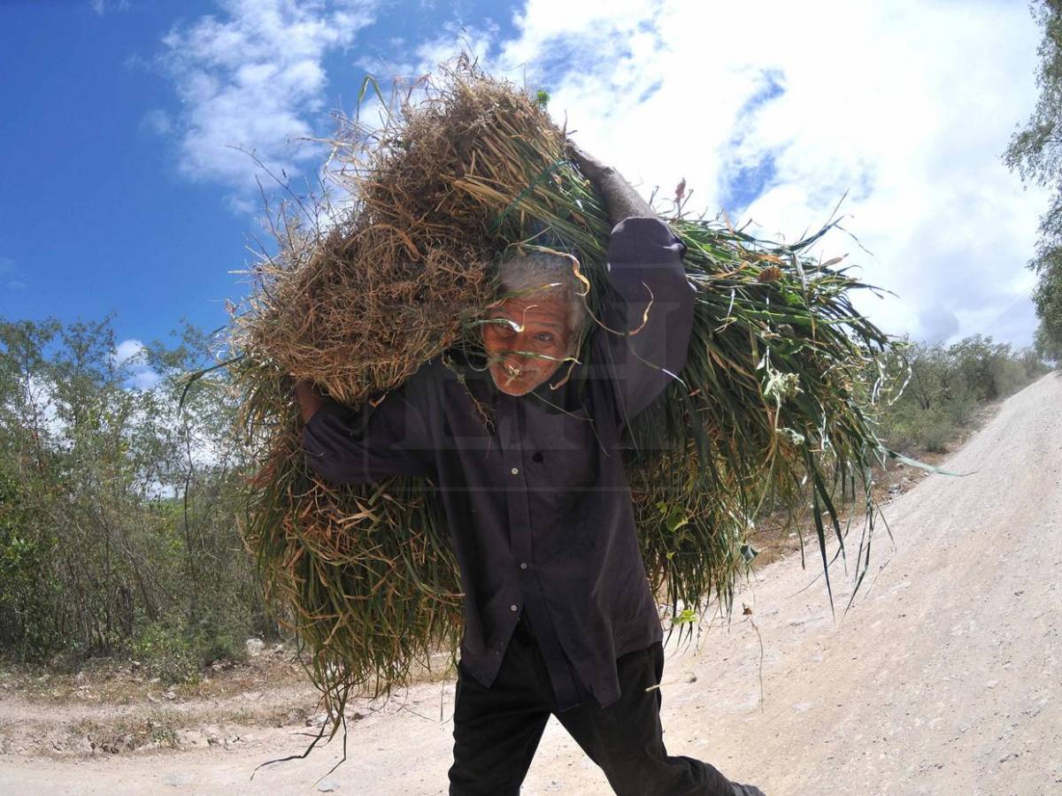 Sin agua ni forraje: la lucha diaria de pequeños ganaderos por salvar sus vacas