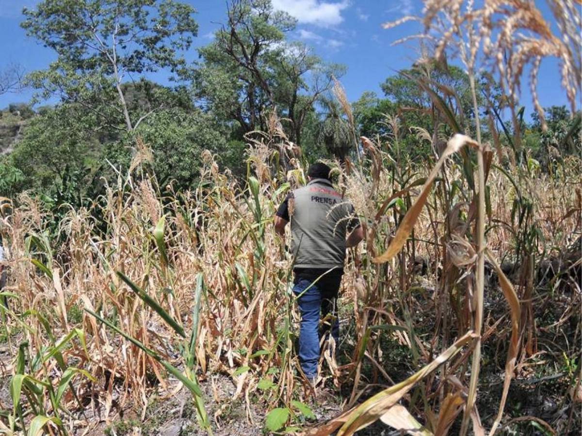 El dolor humano tras la sequía: en el Corredor Seco la situación es crítica, insostenible y urgente