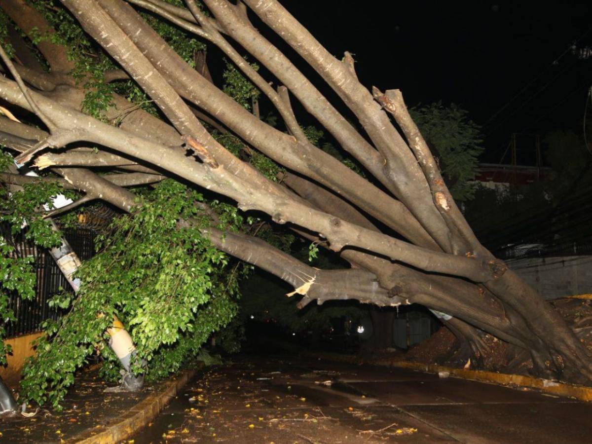 Sin electricidad y sin paso vehicular: caos en Palmira tras caída de árbol por las lluvias