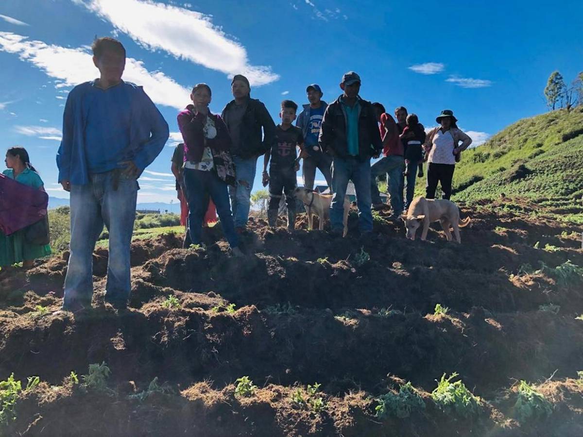 Es una gran decepción: tormenta de granizo causa estragos en cultivos de Intibucá