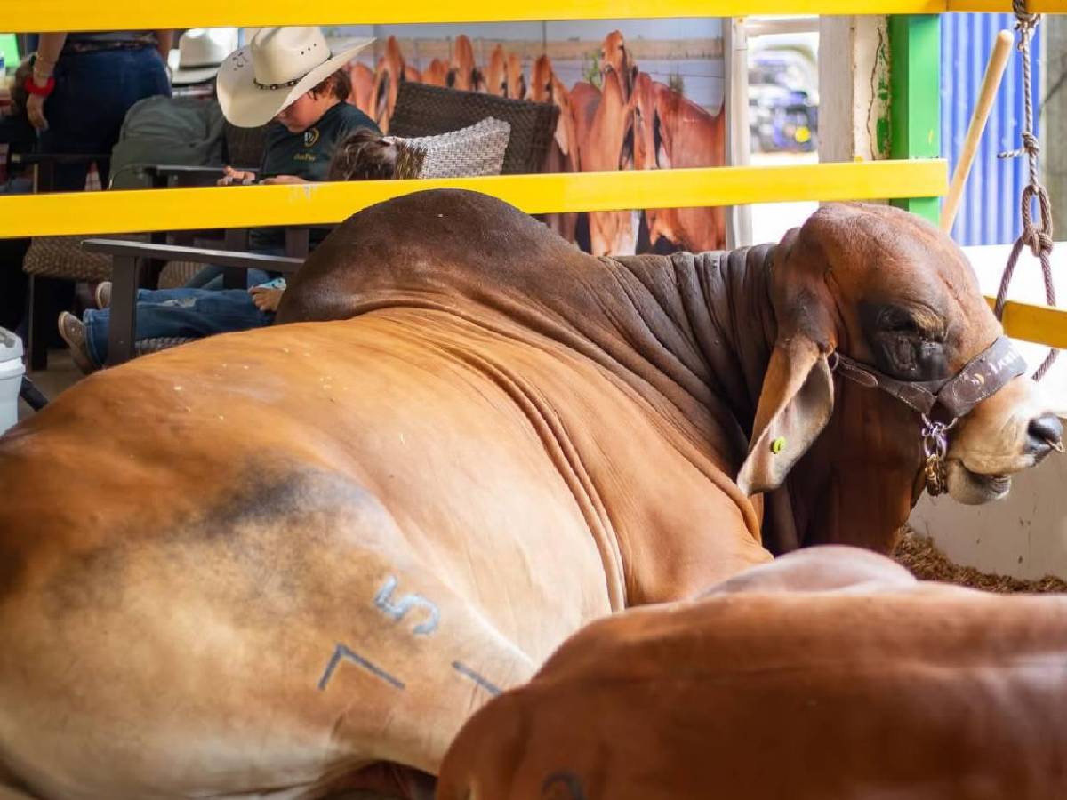Destacó en Olimpia y sorprende con su nuevo trabajo de ganadería: Así es la vida de Beckeles