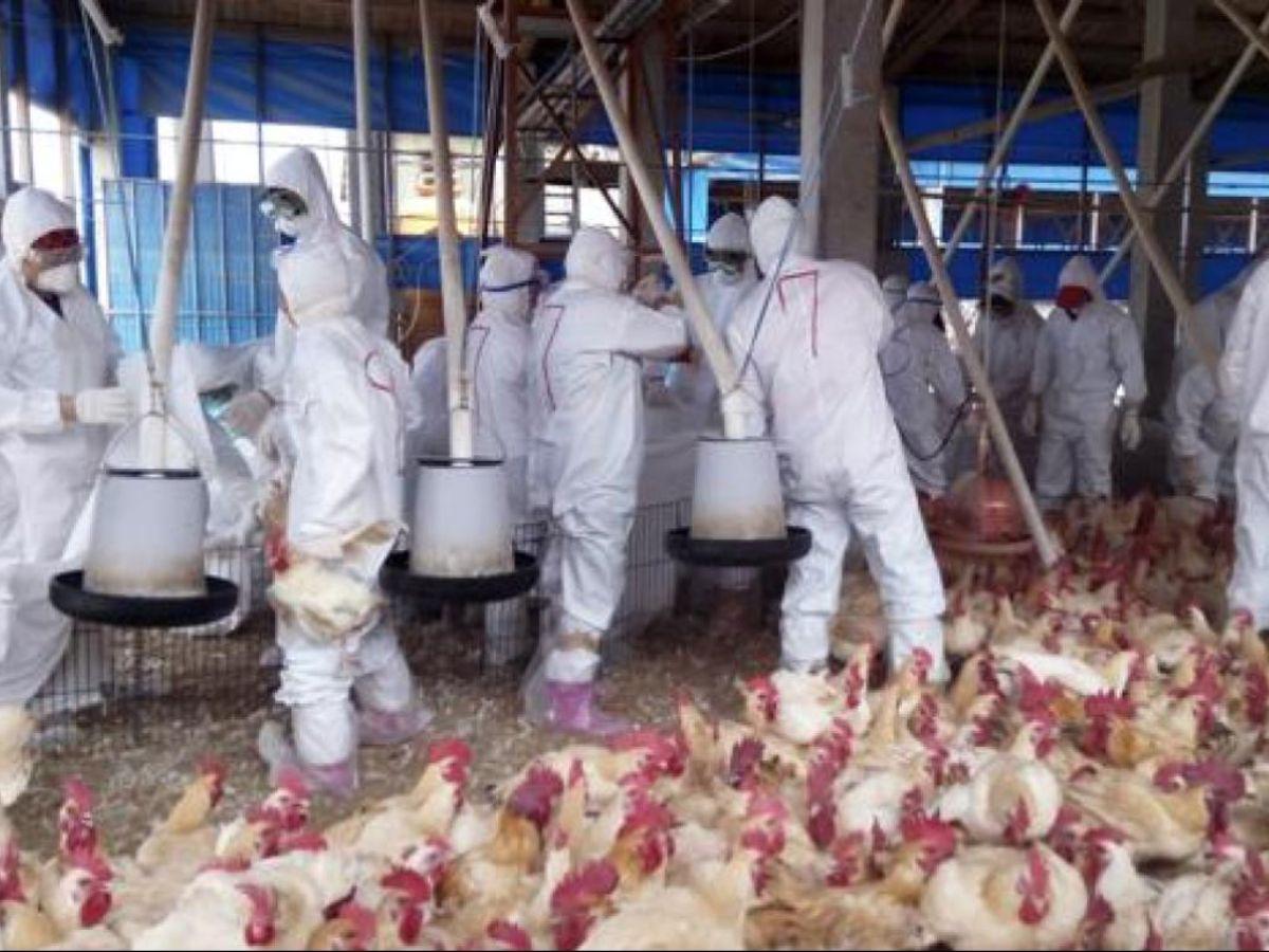 Enfermedad misteriosa cobra decenas de vidas: OMS envía expertos para investigar su origen