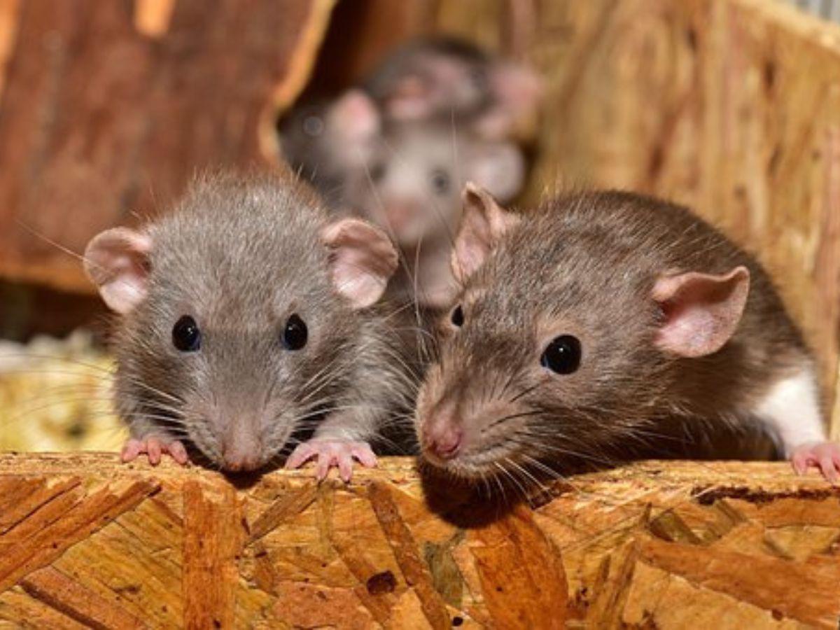 Al ritmo de Lady Gaga, Queen y Michael Jackson, las ratas reaccionan a la música