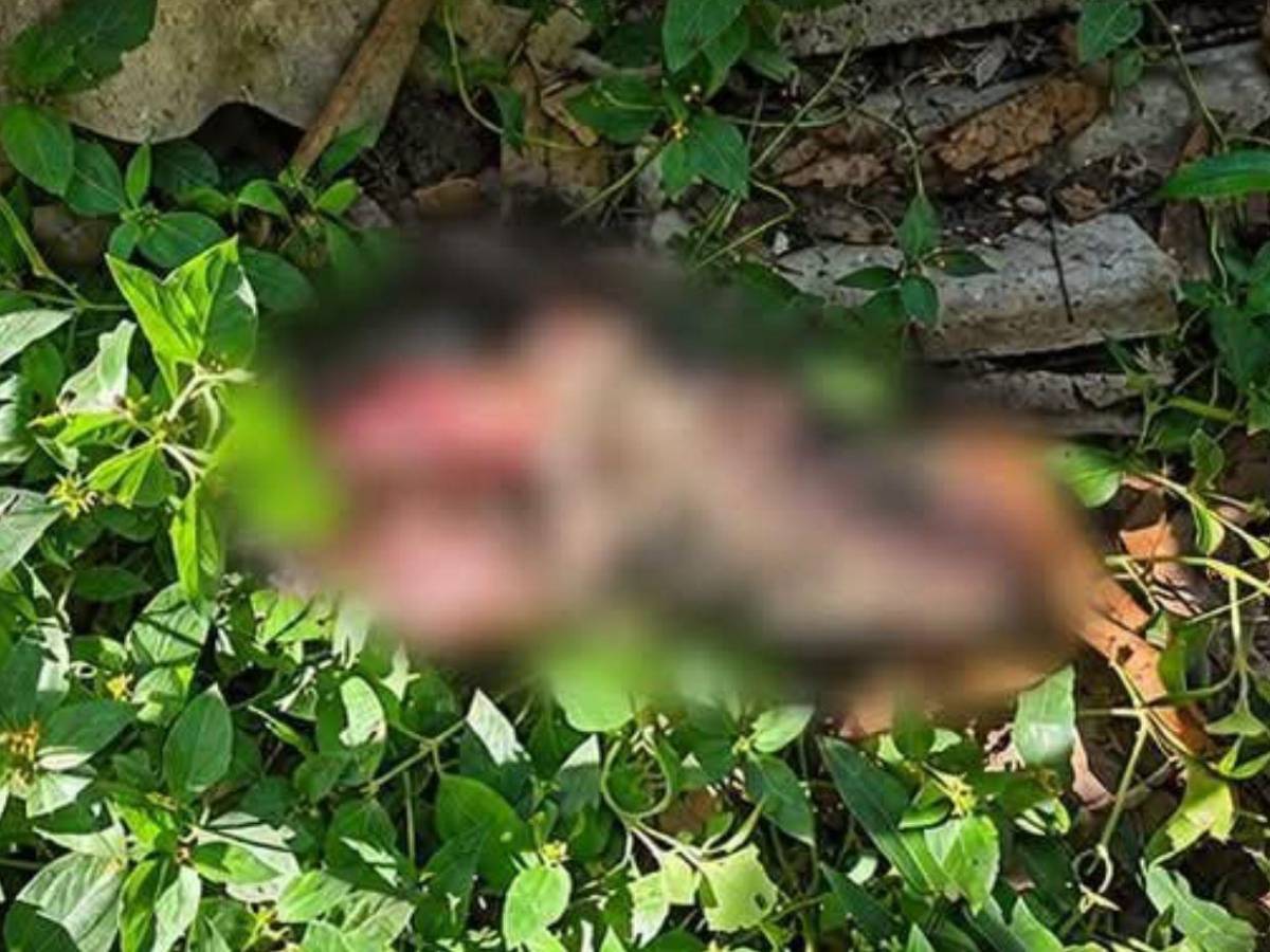 Cocinero Josué Castillo aclara sobre restos de perro encontrados en su casa: Tenía una herida en el estómago
