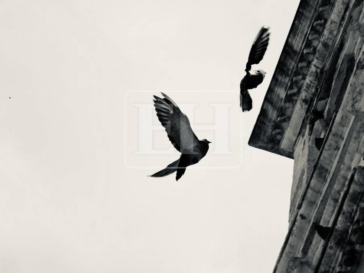 El vuelo de las palomas transforma la Iglesia Los Dolores en una postal única