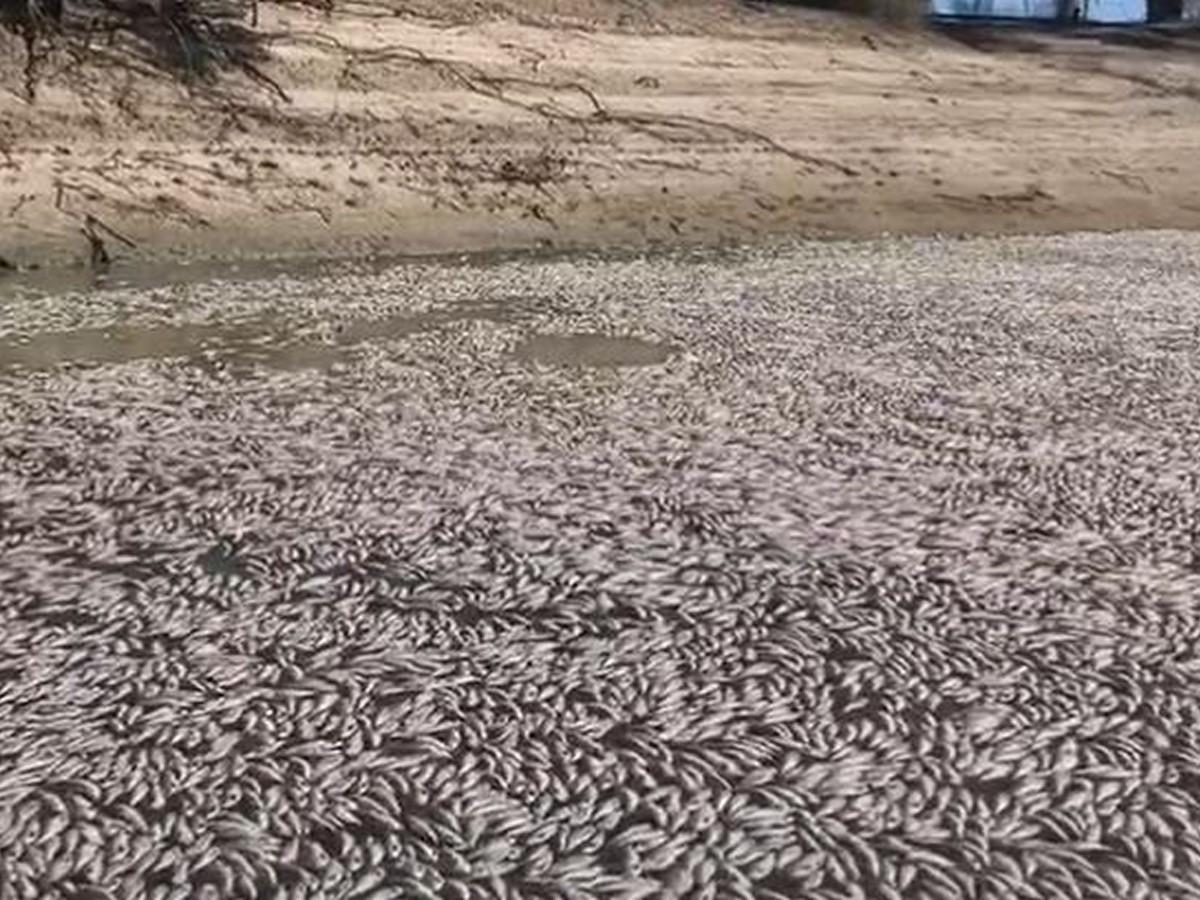 Descubren millones de peces muertos en un río australiano