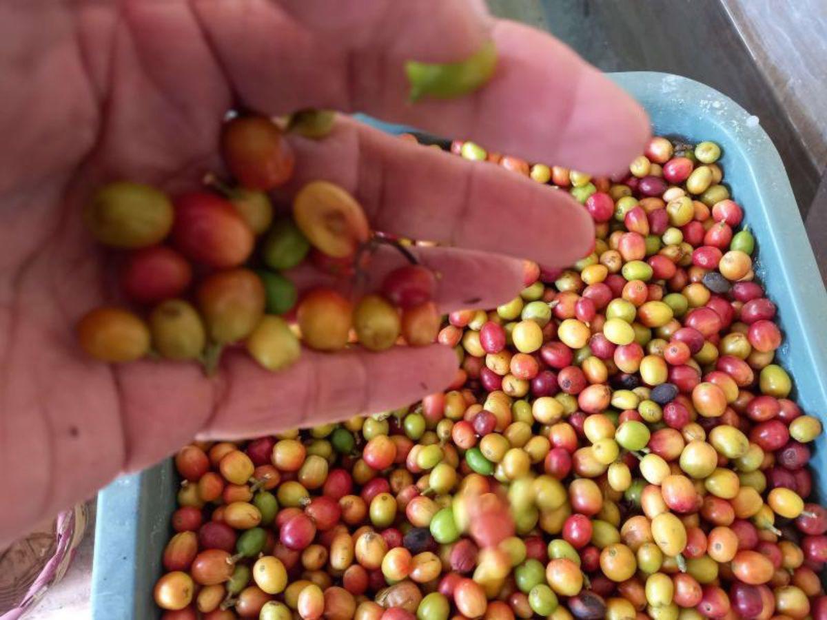 El café promete ser uno de los productos más exportados a China.