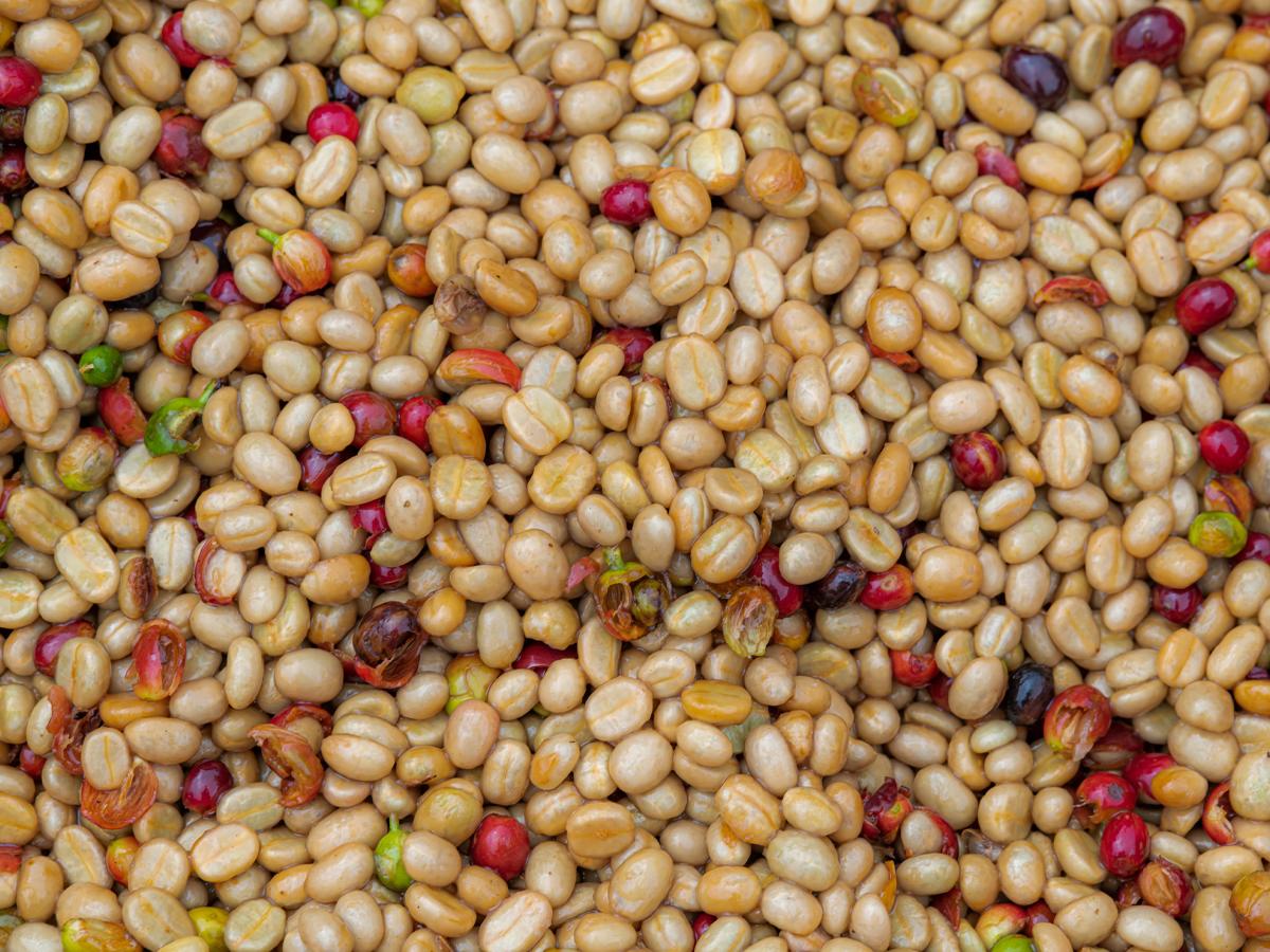 <i>El proceso del café es esencial para producir una bebida que ha llegado a ser apreciada a nivel mundial. </i>