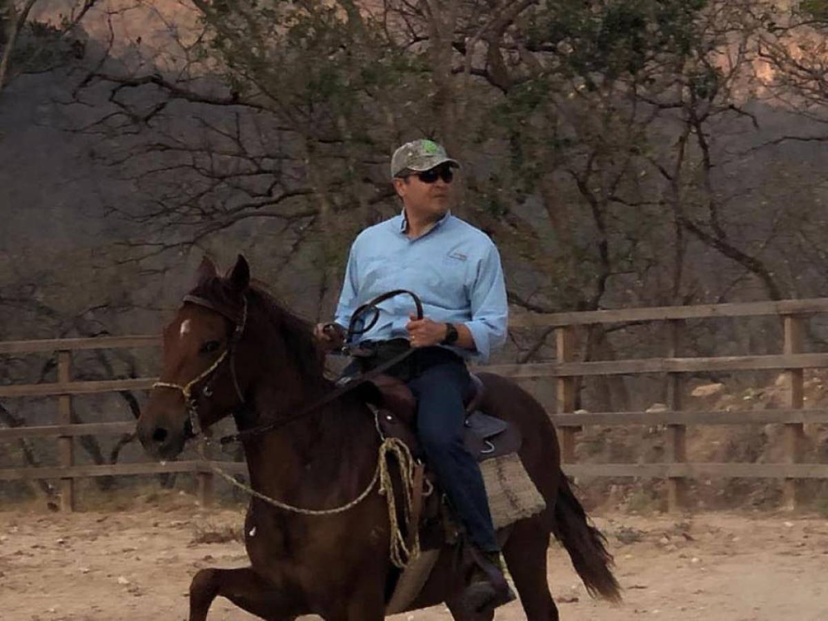 Oabi anuncia venta de caballos pura sangre asegurados a Juan Orlando Hernández