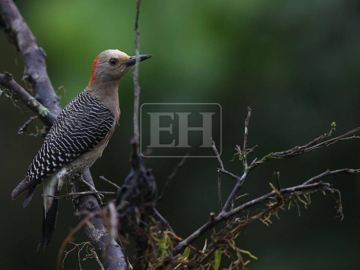 Un recorrido entre las aves que anidan en el corazón verde de Honduras