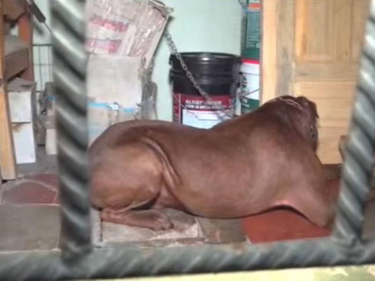 Lo atacó en la mañana y, tras regresar del hospital, lo mató: caso del perro y su dueño en el Hato