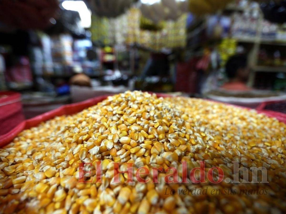 Recetan aumento de cinco lempiras al quintal de maíz