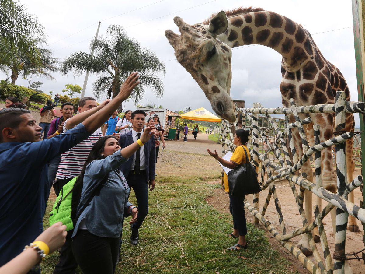 Fiscalía investiga las causas de muerte de famosa jirafa Big Boy del zoológico Joya Grande