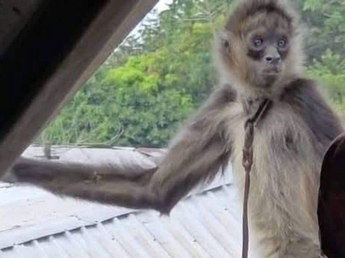 Así rescataron a mono araña que había escapado de un espacio en cautiverio en Copán