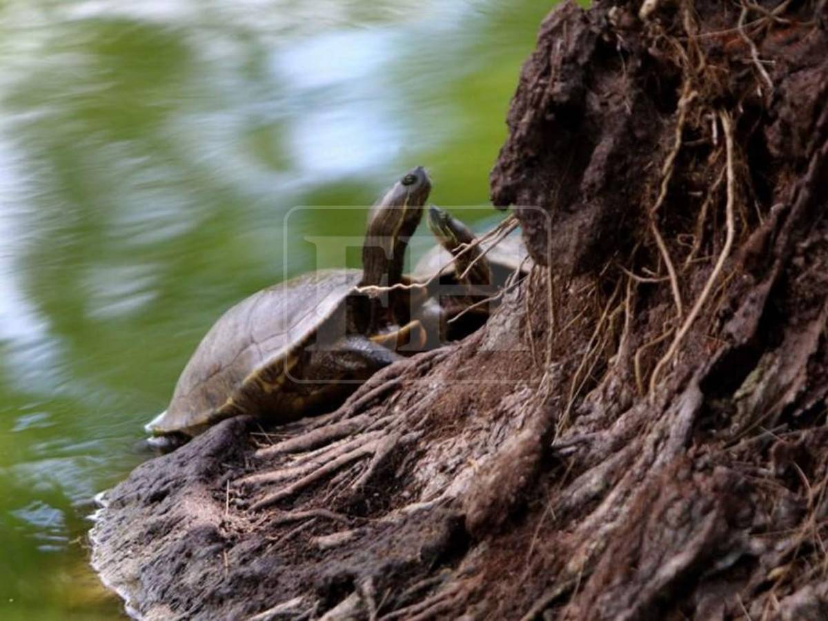 Santa Lucía: el municipio romántico que enamora con historia, flores y miradores