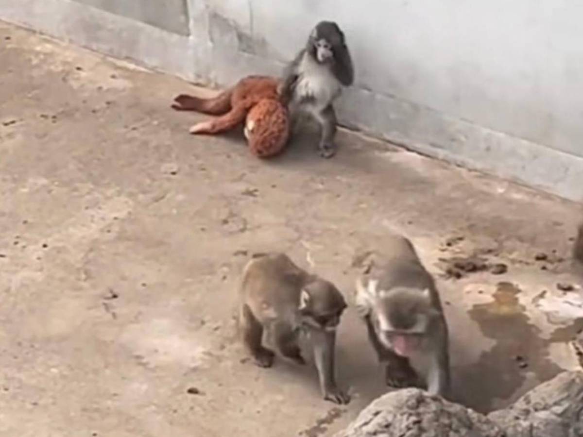 Punch: el mono rechazado por su madre que convirtió un peluche en su único refugio