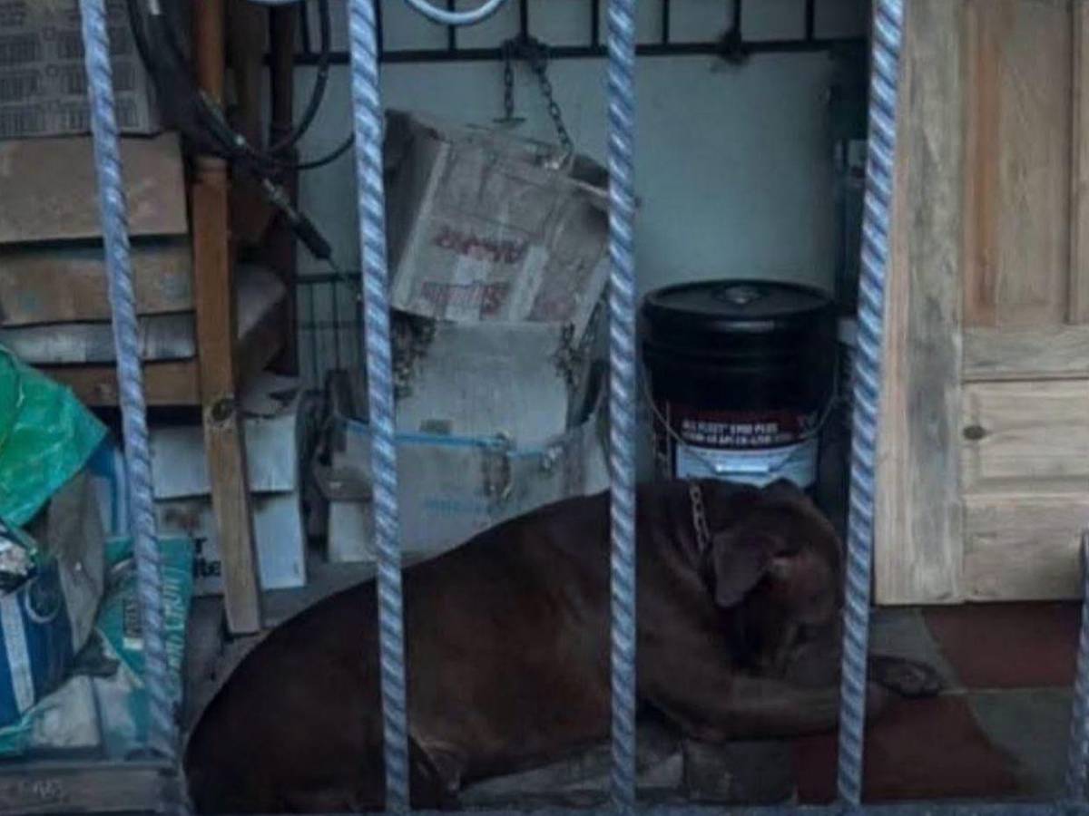 ¿Será sacrificado? Definen el futuro del perro Zeus tras demostrarse que mató a su dueño