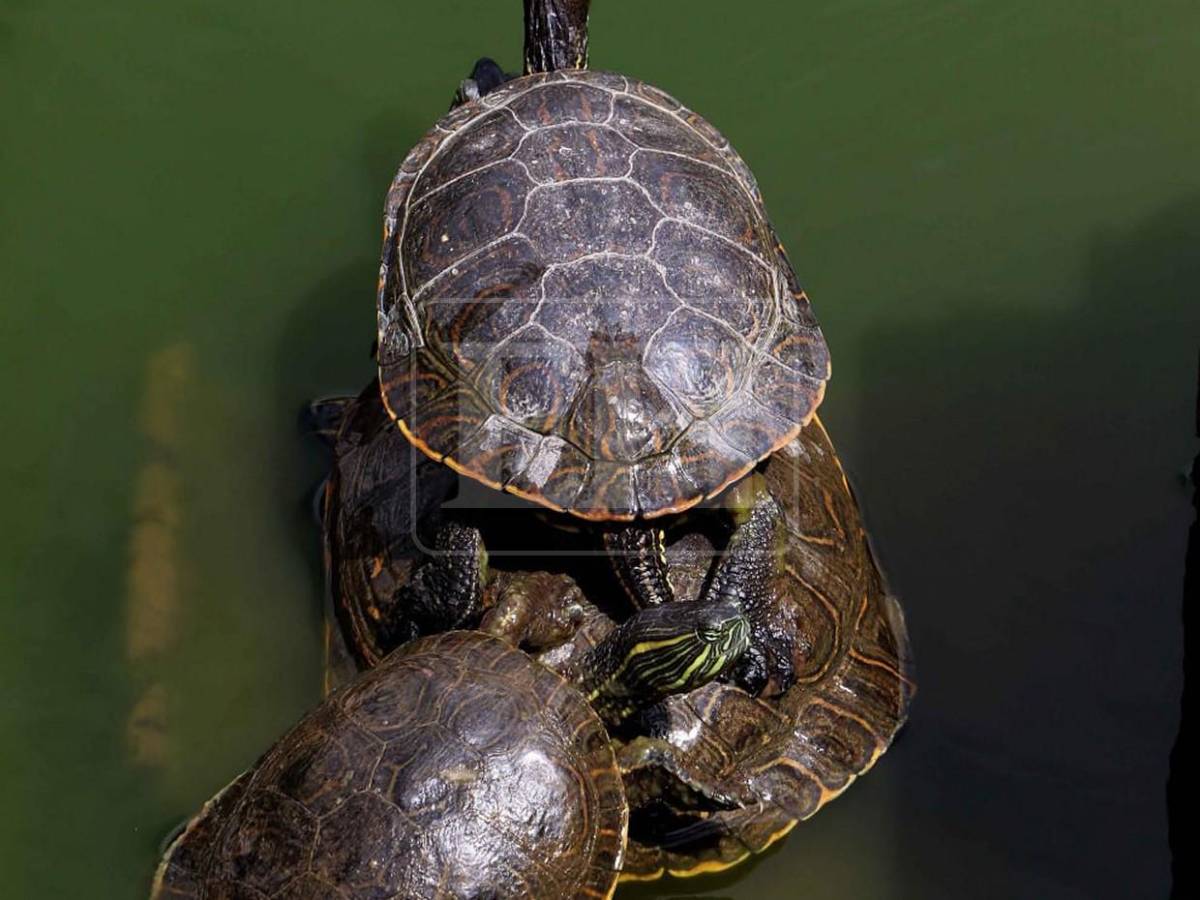 Santa Lucía: el municipio romántico que enamora con historia, flores y miradores