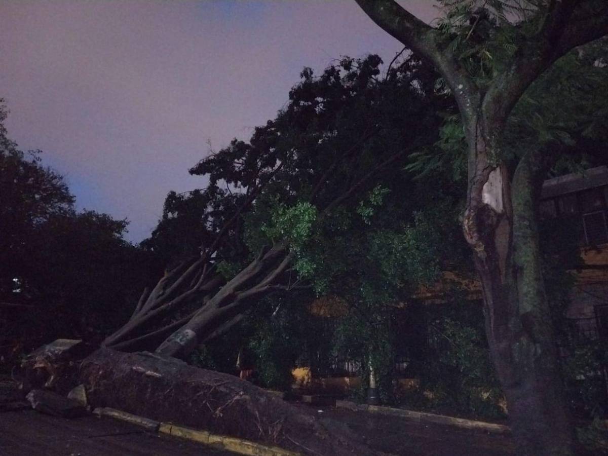 Sin electricidad y sin paso vehicular: caos en Palmira tras caída de árbol por las lluvias