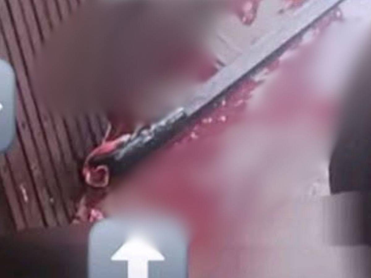 ¿Qué había en la escena? Autopsia determinará si don Alfonzo murió por ataque de su perro Zeus