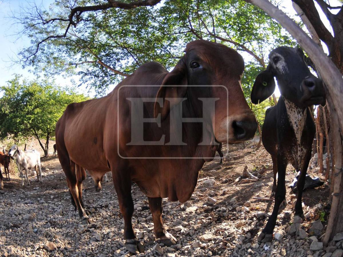 Sin agua ni forraje: la lucha diaria de pequeños ganaderos por salvar sus vacas