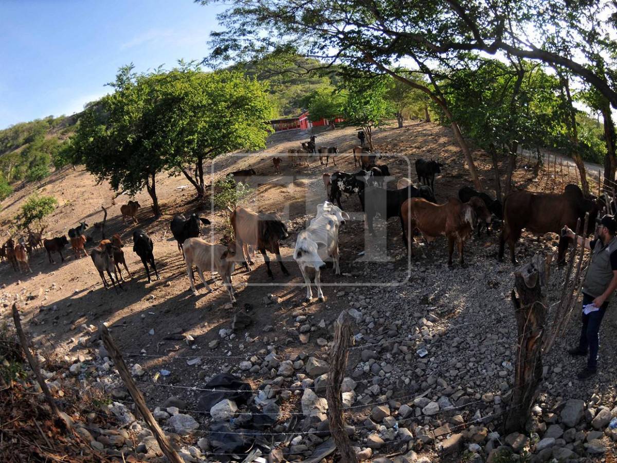 Sin agua ni forraje: la lucha diaria de pequeños ganaderos por salvar sus vacas