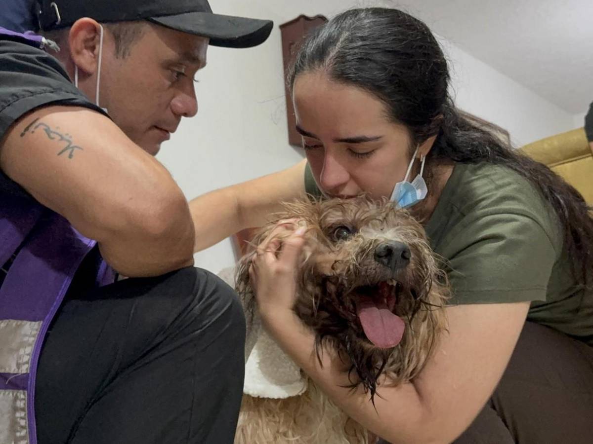 Antonio, el perro rescatado entre escombros da esperanza a una familia en Cali