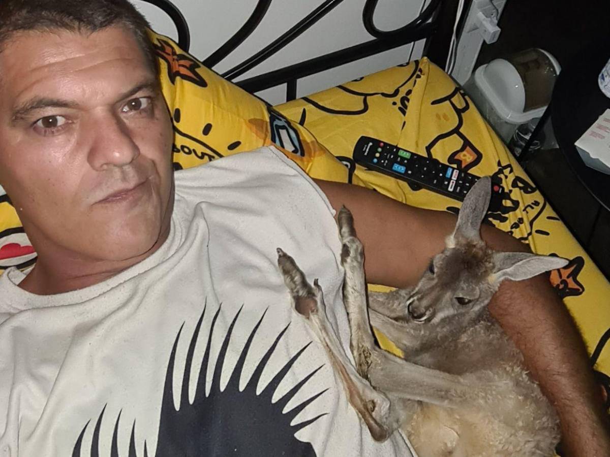 Animales comprados, gatos y perros envenenados: Situación en 'santuario' de Frank Cuesta