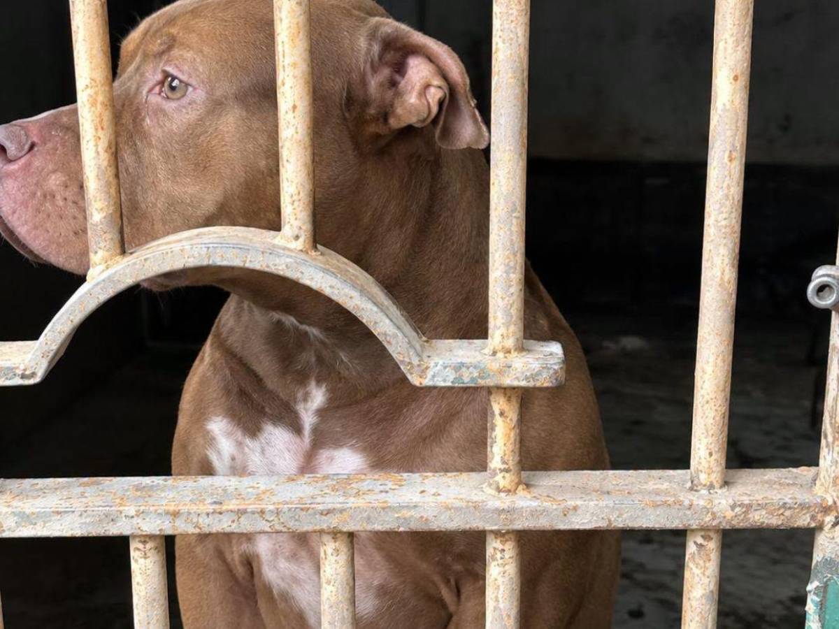 ¿Qué había en la escena? Autopsia determinará si don Alfonzo murió por ataque de su perro Zeus
