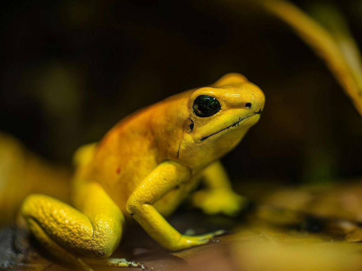 Diminuta pero letal, así es la rana dardo usada contra Navalni, ¿cómo afecta al cuerpo?