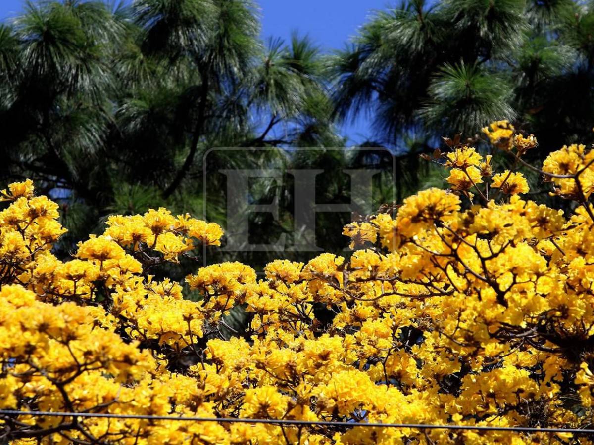 Un espectáculo natural: flores llenan de frescura la capital hondureña​​​​​​