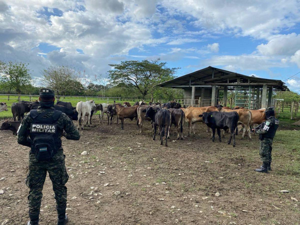 36 vacas fueron decomisadas a los ciudadanos en la detención.