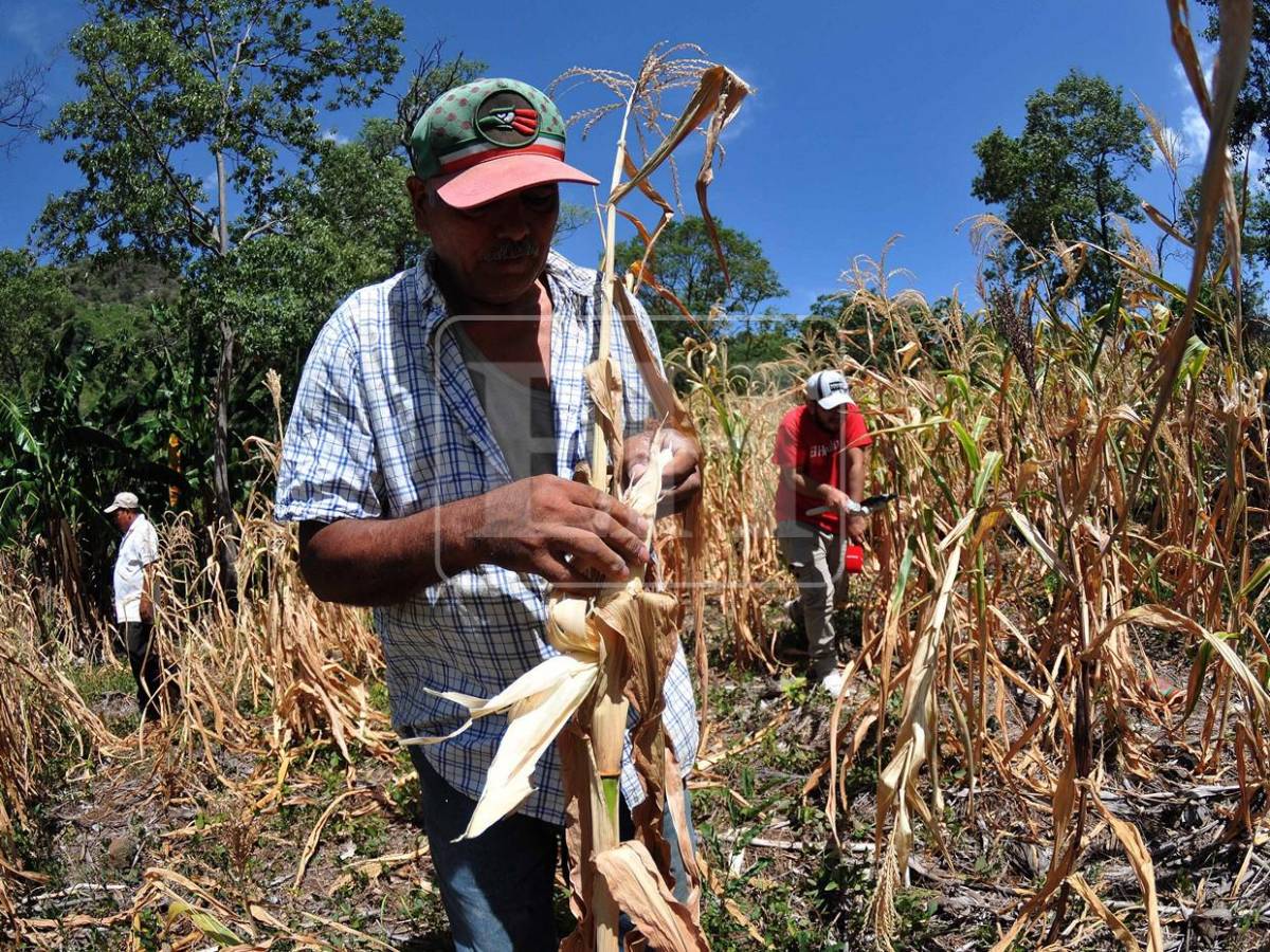 No se salvó ni un cultivo, ahora peligra el agua para consumo: el rastro de la sequía en el Corredor Seco