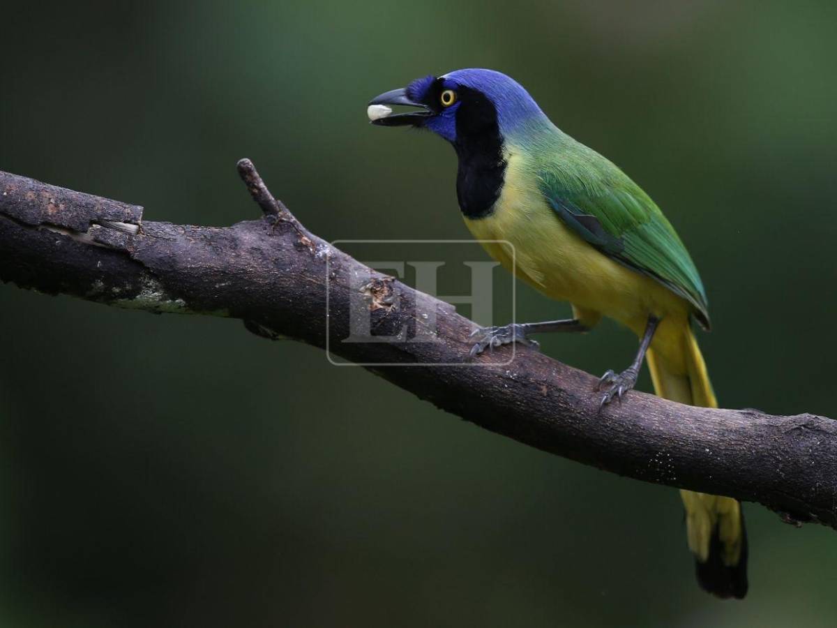 Un recorrido entre las aves que anidan en el corazón verde de Honduras