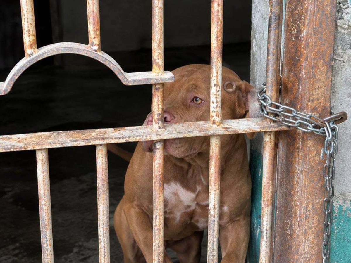 Autopsia de don Alfonzo revela que murió por mordeduras de su perro Zeus, confirma el MP