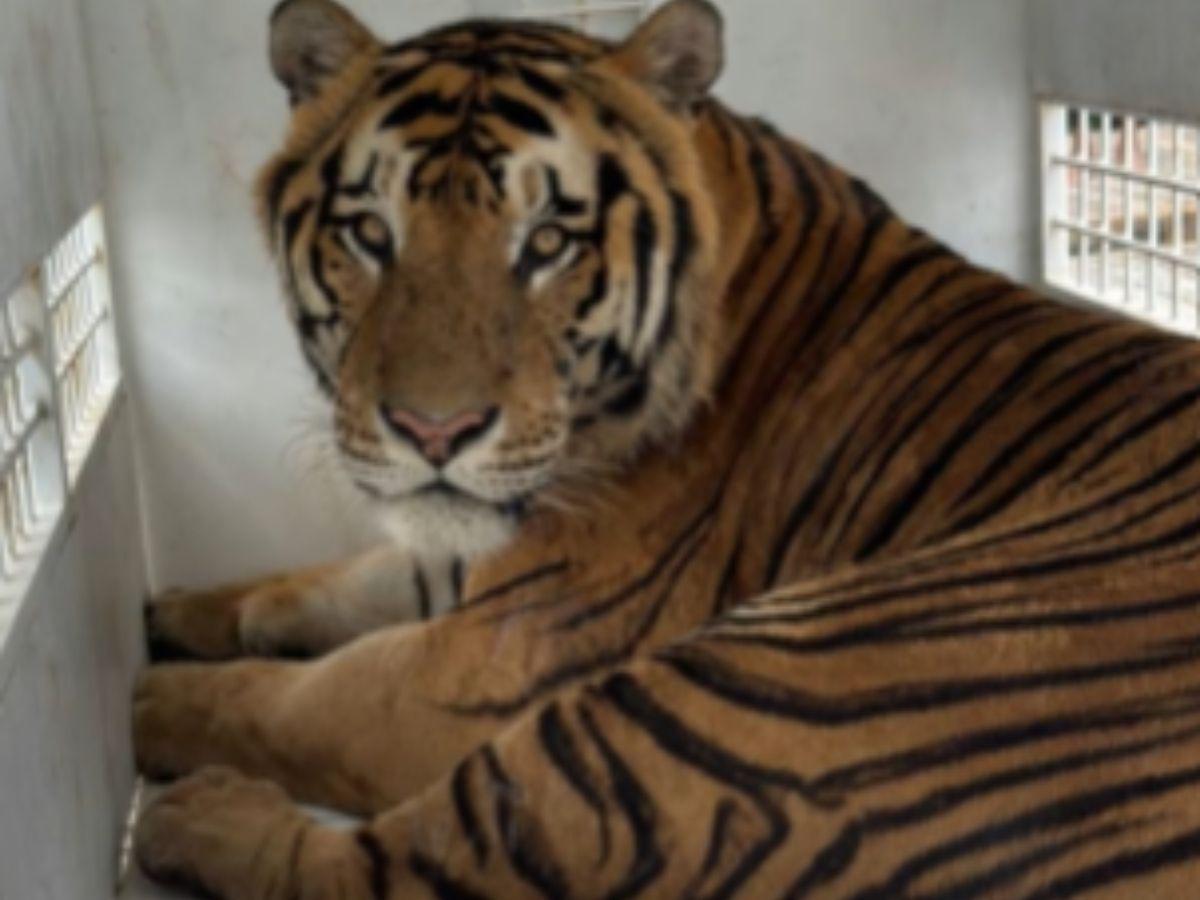 Honduras reubica por primera vez en EE UU a ocho grandes felinos para su conservación