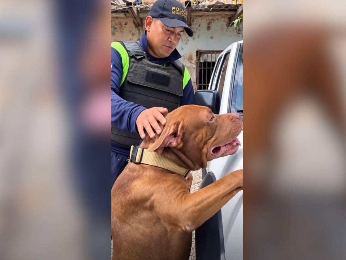 Esto hicieron con Zeus tras haber matado a su dueño en Tegucigalpa: impacta su cambio