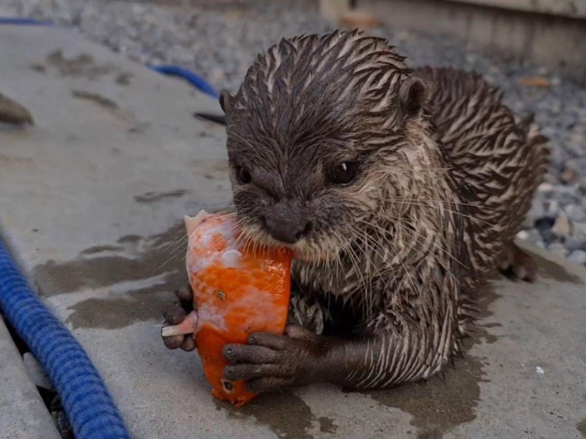 Animales comprados, gatos y perros envenenados: Situación en 'santuario' de Frank Cuesta