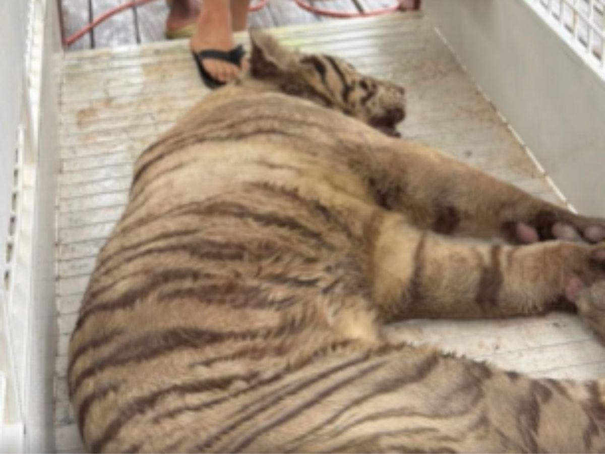 Honduras reubica por primera vez en EE UU a ocho grandes felinos para su conservación