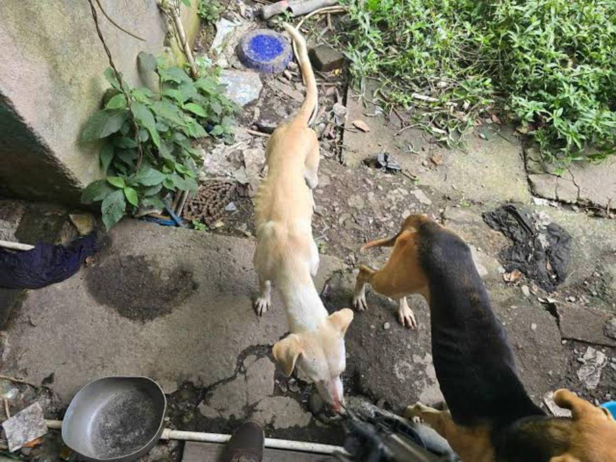 Cocinero Josué Castillo aclara sobre restos de perro encontrados en su casa: Tenía una herida en el estómago