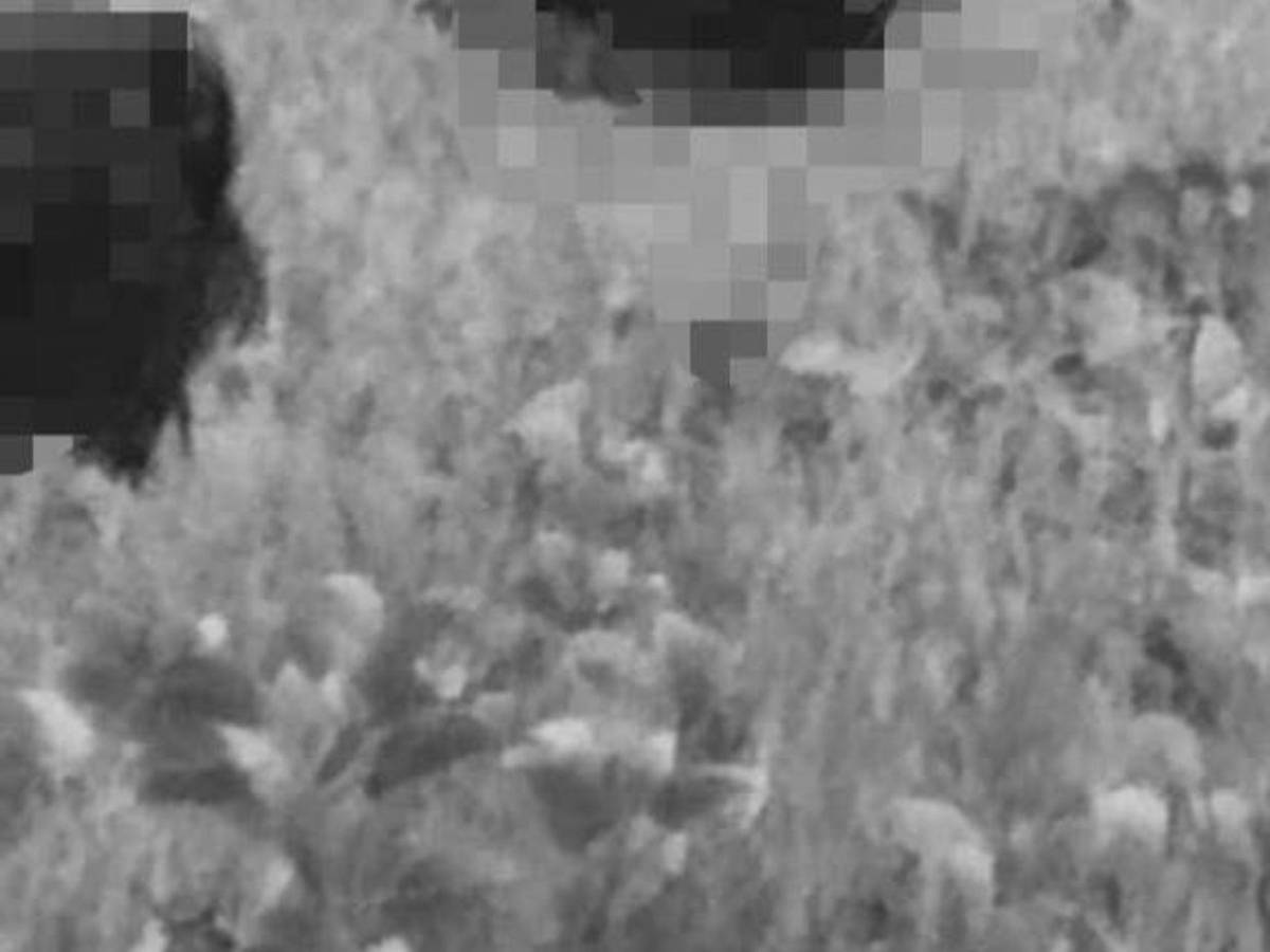 Hallan cinco cabezas humanas colgadas en playa de Ecuador: identifican víctimas