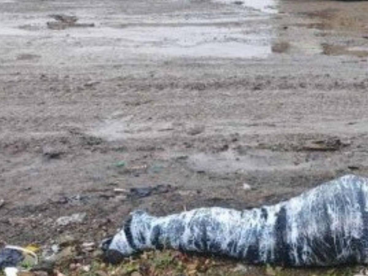 Hallan muerta a joven que tomó taxi por app en Ecuador: Cuidaba a su madre enferma