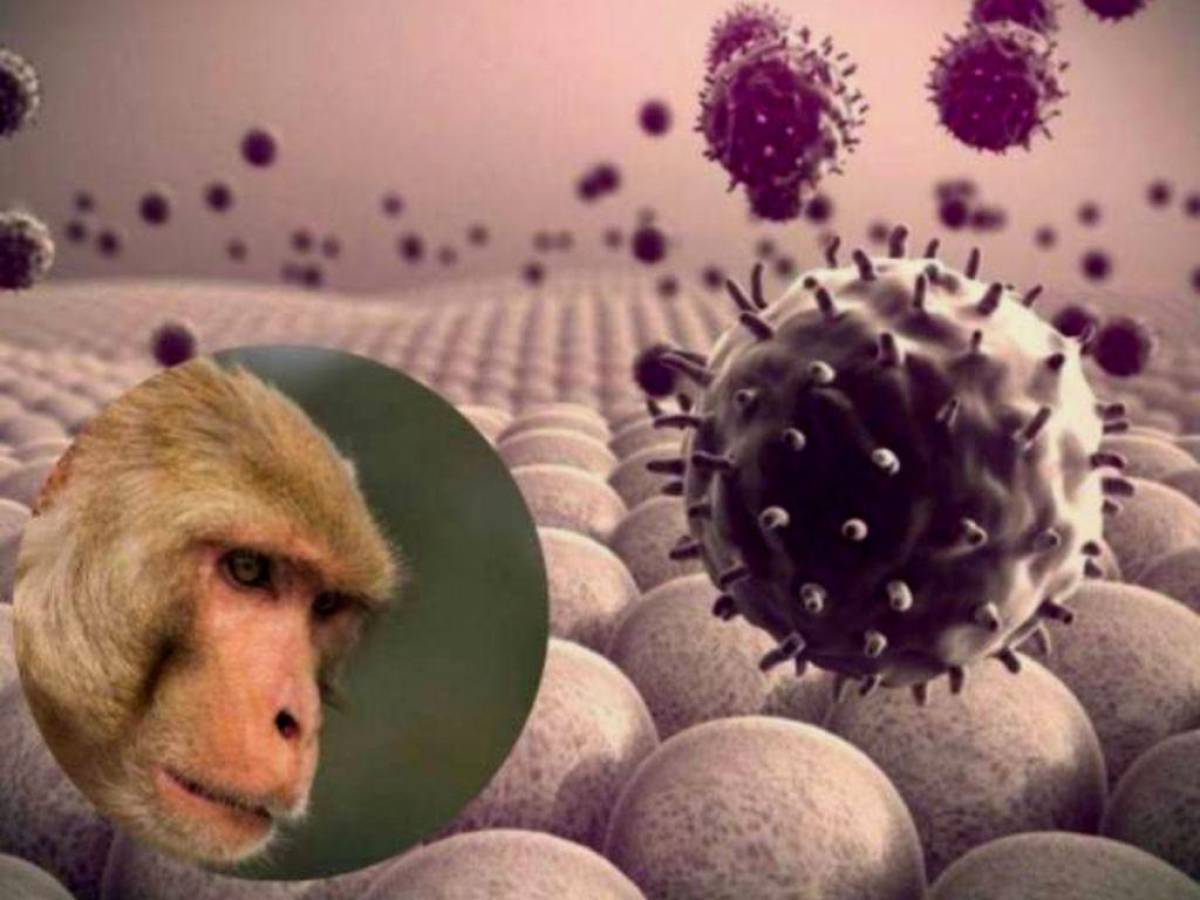 Antes de presentar síntomas, enfermos de la viruela del mono podrían ser contagiosos