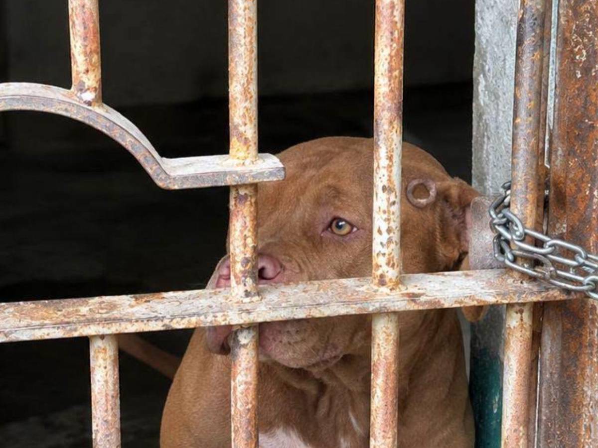 ¿Qué había en la escena? Autopsia determinará si don Alfonzo murió por ataque de su perro Zeus