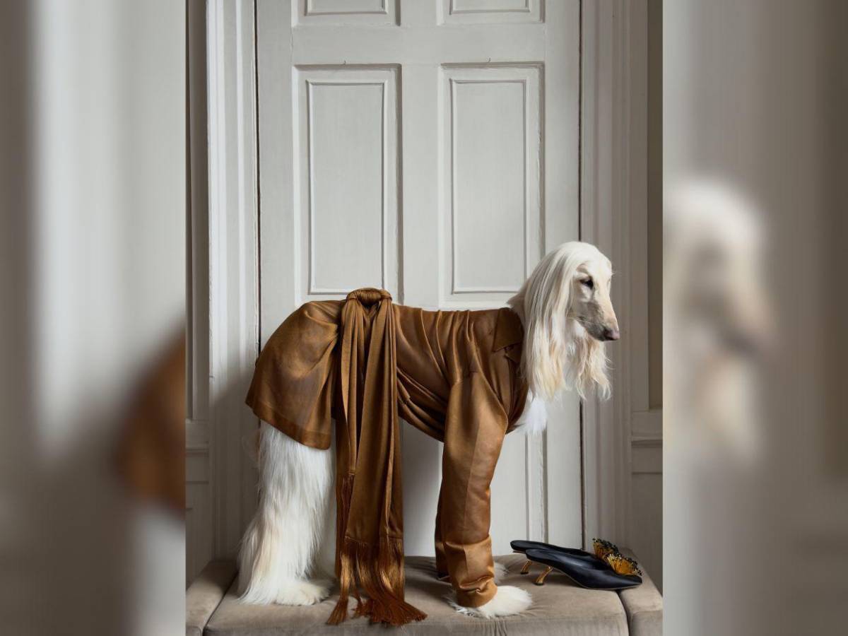 Samantha, la galga afgana que conquista las redes con su glamour de modelo