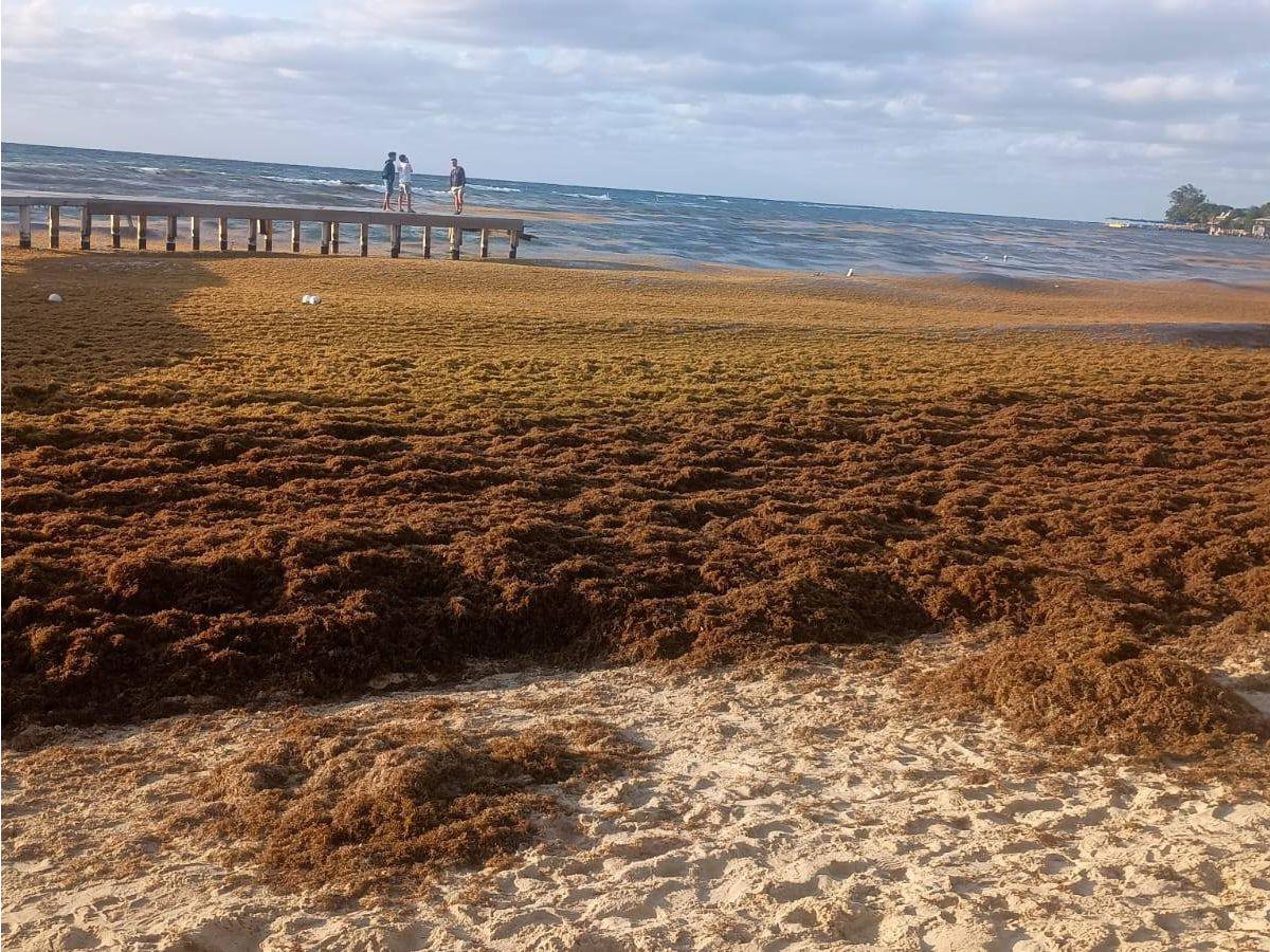 En total limpieza van quedando las playas de West Bay tras invasión de sargazo