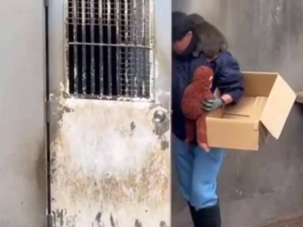 Punch: el mono rechazado por su madre que convirtió un peluche en su único refugio