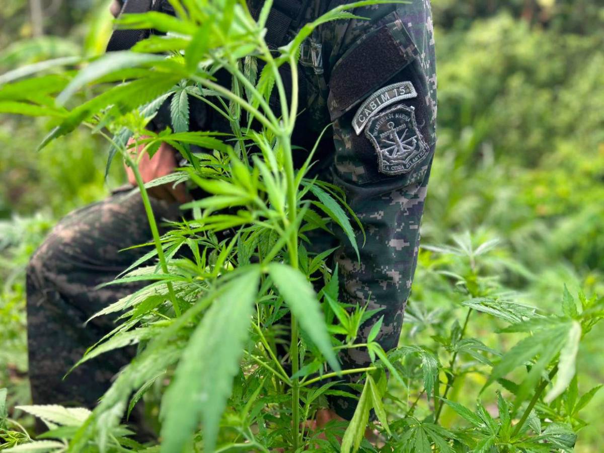 En fotos: así fue el aseguramiento de dos plantaciones de supuesta marihuana en Colón