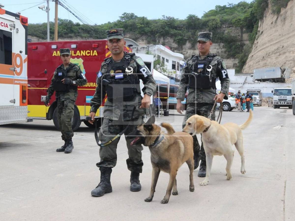 Togo y Mago, héroes que guiaron la búsqueda de víctimas entre el dolor y la esperanza