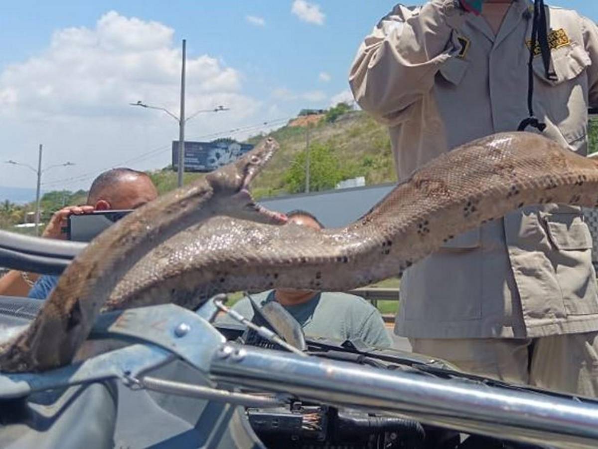 Mecánico pensó que era una manguera: hallan enorme boa dentro de motor en El Carrizal